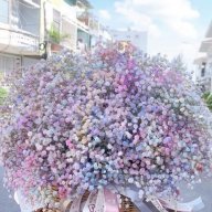 Thuynguyen036